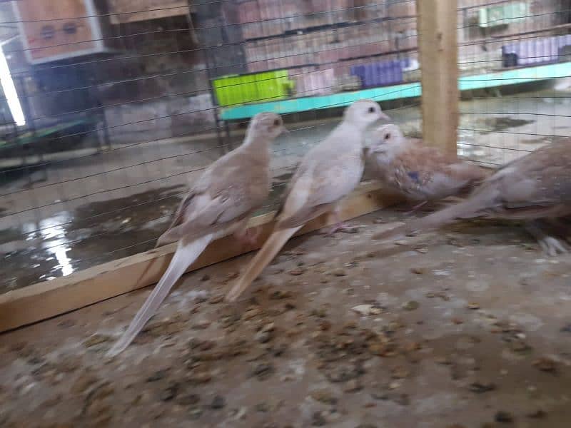 red paid and opal paid Doves 4