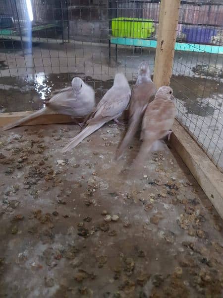 red paid and opal paid Doves 7