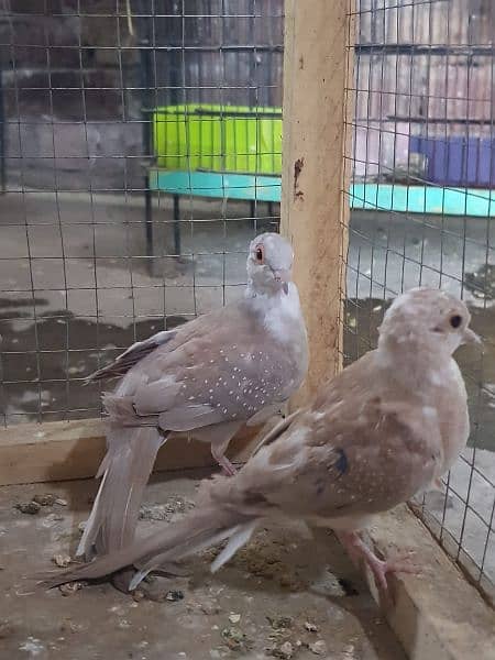 red paid and opal paid Doves 8