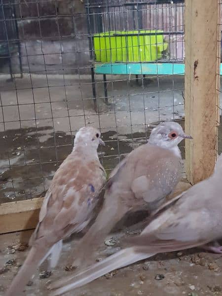 red paid and opal paid Doves 9