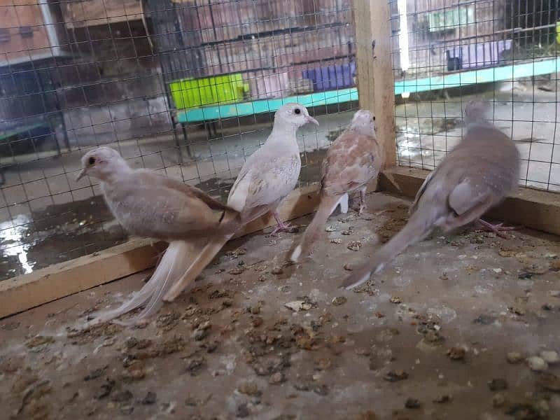 red paid and opal paid Doves 10