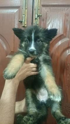 shapski long coat  puppy for sale 2 month age non pedigree very active