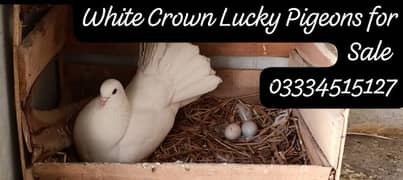 Fancy White Crown Lucky Pigeons