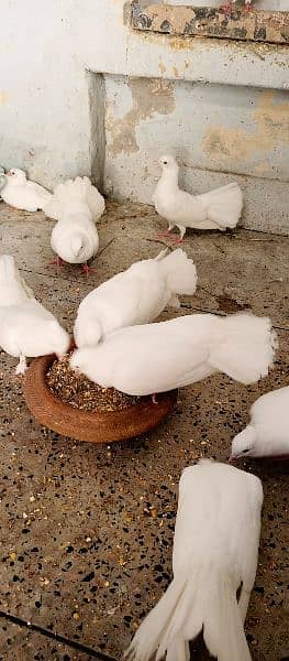 Fancy White Crown Lucky Pigeons 2