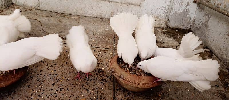 Fancy White Crown Lucky Pigeons 3
