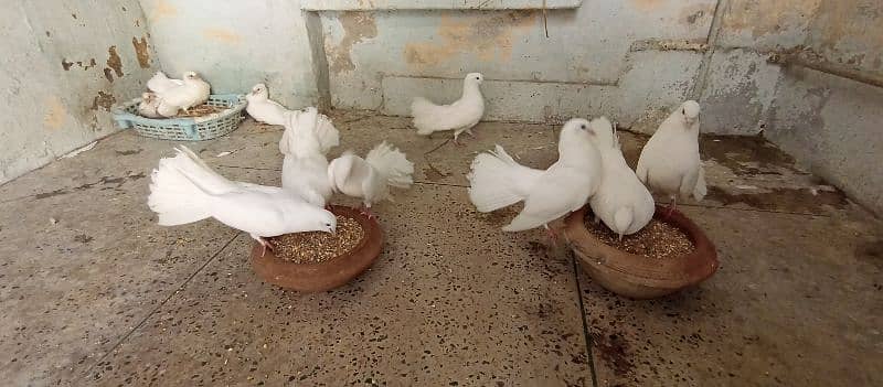 Fancy White Crown Lucky Pigeons 7