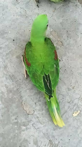 2 Raw parrot and pineapple yellow sided  Chicks for sale 2