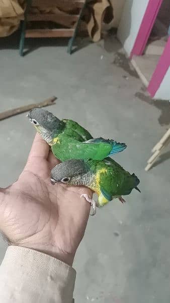 2 Raw parrot and pineapple yellow sided  Chicks for sale 3