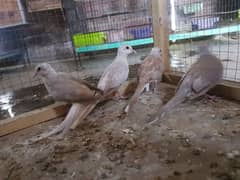 red paid dove and opal paid dove pairs