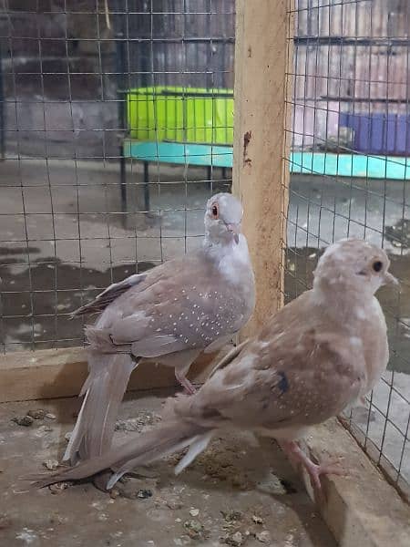 red paid dove and opal paid dove pairs 3