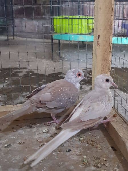red paid dove and opal paid dove pairs 5