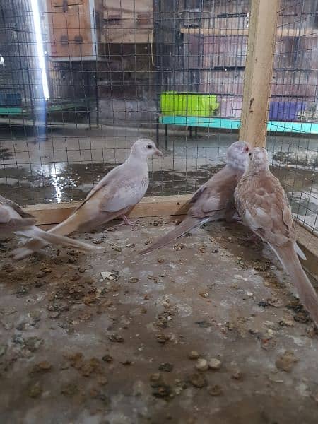 red paid dove and opal paid dove pairs 6