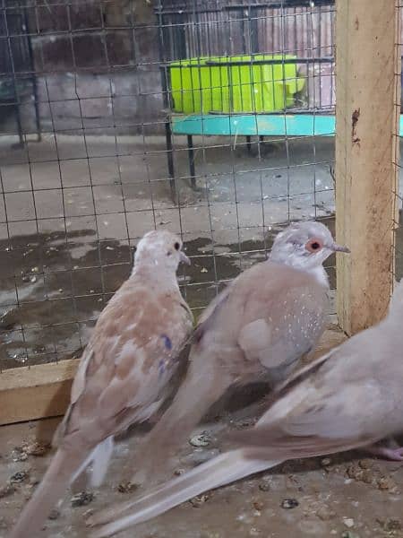 red paid dove and opal paid dove pairs 9