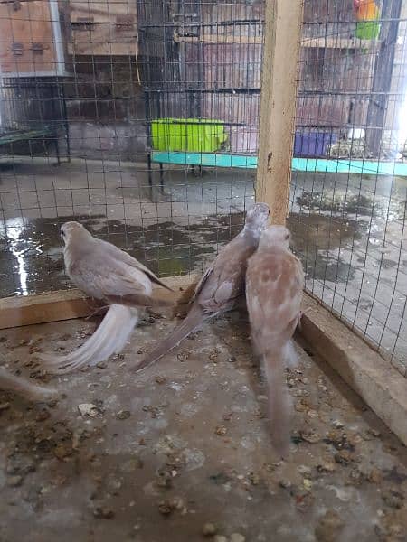 red paid dove and opal paid dove pairs 10