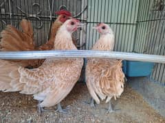 Excellent Quality Buff Sebright chicks fancy Hen