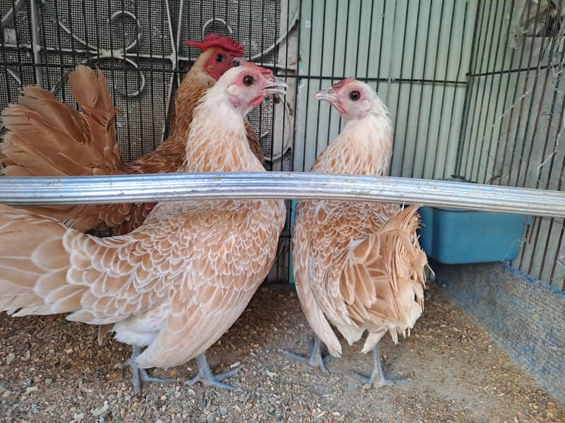 Excellent Quality Buff Sebright chicks Hen available 0