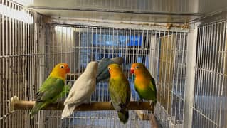 lovebird pathay for sale