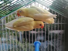 quality birds Caremino Albino red eyes //b2