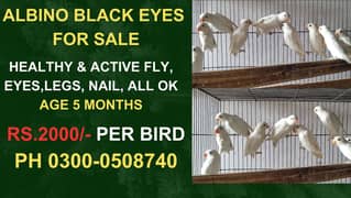 Love Bird Albino Black Eyes