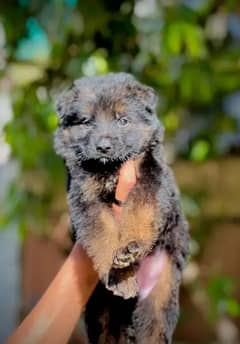 German | Shepherd | Puppies | Available 03275590740