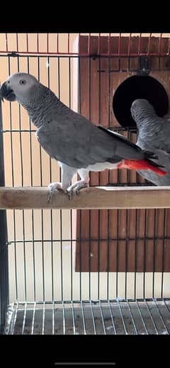 African Grey Parrot Pair 5 years