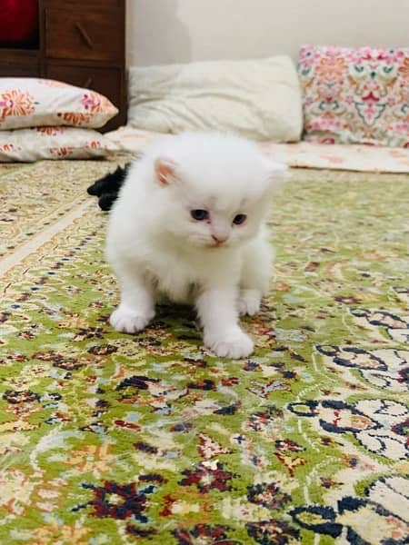persian kittens for sale 1