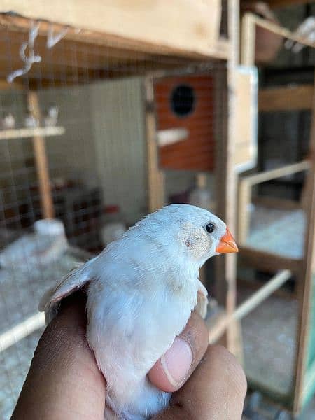 zebra finches for sale King size 0