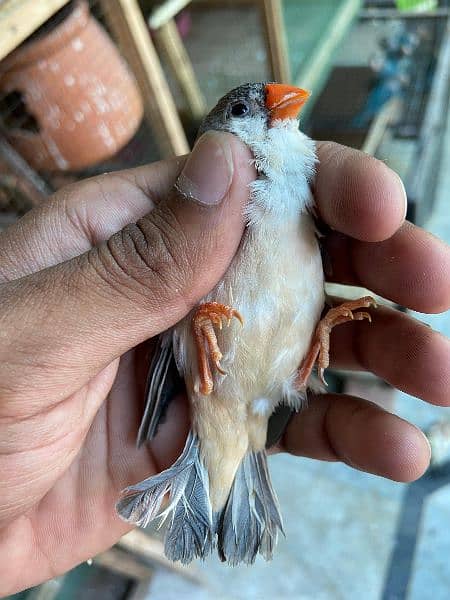 zebra finches for sale King size 1