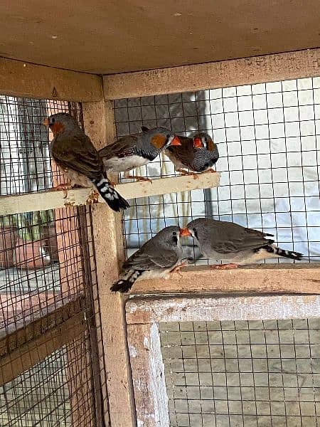 zebra finches for sale King size 2