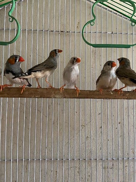 zebra finches for sale King size 3