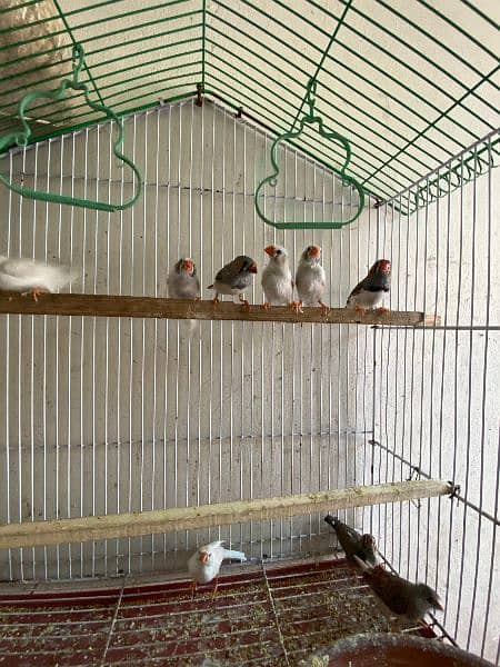 zebra finches for sale King size 4