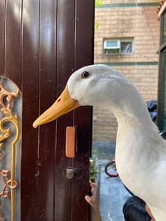 White duck male for sale co: 03243334162