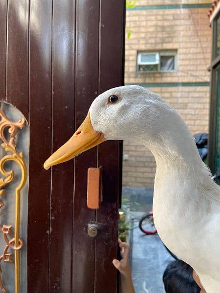 White duck male for sale co: 03243334162 0