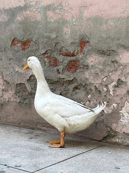White duck male for sale co: 03243334162 1