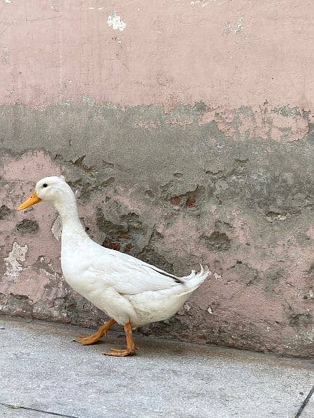 White duck male for sale co: 03243334162 2