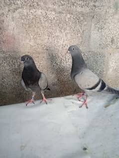I m selling my highflyer baby pigeons