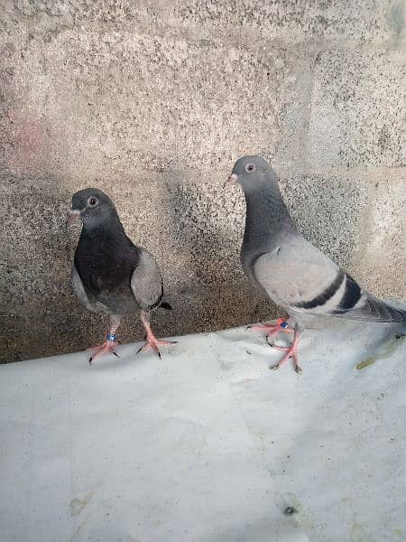 I m selling my highflyer baby pigeons 0