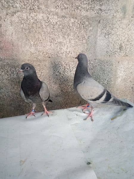 I m selling my highflyer baby pigeons 1