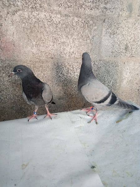 I m selling my highflyer baby pigeons 2