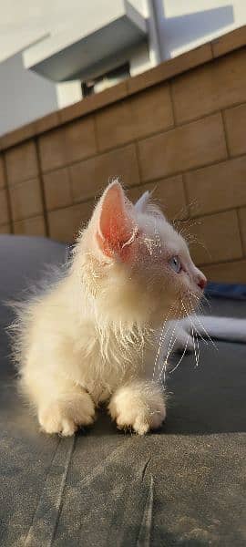 perisan white cat 1