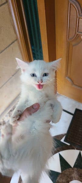 perisan white cat 2