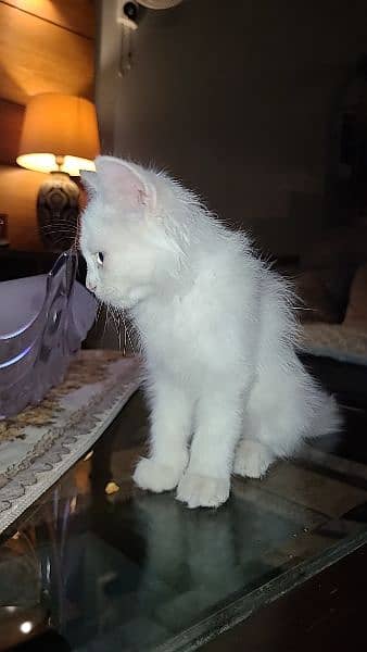 perisan white cat 3