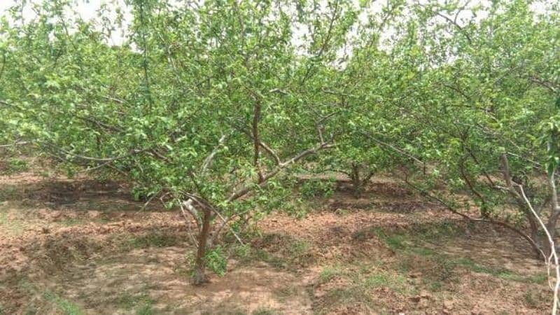 تین ایکڑ امرود باغ برائے فروخت 1