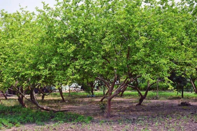 تین ایکڑ امرود باغ برائے فروخت 2