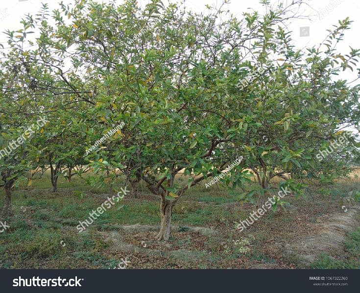 تین ایکڑ امرود باغ برائے فروخت 5