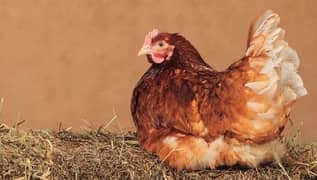 Lohman Brown Egg Laying Hen