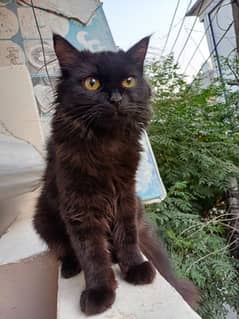 jet black persian kitten for sale