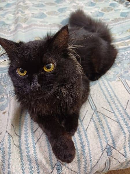 jet black persian kitten for sale 1