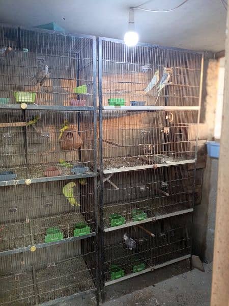 Birds cages 1