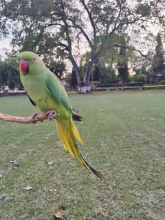female parrot for sale
